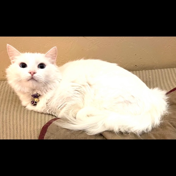 Meet your Posher, Shari - Picture 4 of 4